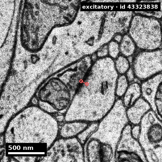 Electron microscopy at 4 nanometres per pixel with a red marker showing a real annotated excitatory synapse from the H01 dataset.