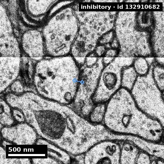 Electron microscopy at 4 nanometres per pixel with a blue marker showing a real annotated inhibitory synapse from the H01 dataset.