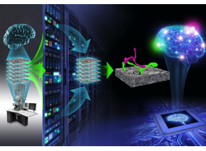 Illustration of the pipeline from brain tissue and an electron microscope, through an image stack and a server room, to reconstructed neurons and a brain drawn over a computer chip