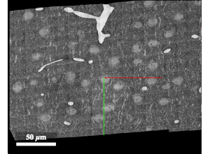 A slice through an image volume in a web viewer, with a 50 micrometre scale bar and red and green axis lines