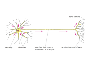 Ultrastructure training visual: neuron structure overview