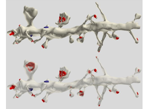 Axon/dendrite training visual: classification cue