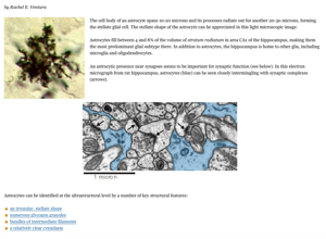 Glia training visual: astrocyte context