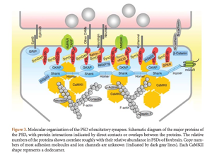 Segmentation proofreading visual: edge-case process morphology