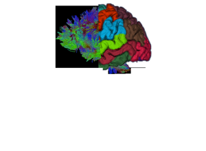 NeuroAI visual: classification model context