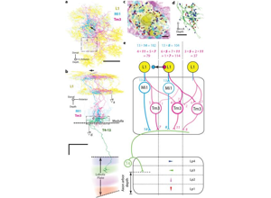 Multi-panel circuit figure from the fly visual system with reconstructed neurons and a wiring diagram labelling cell types L1, Mi1 and Tm3